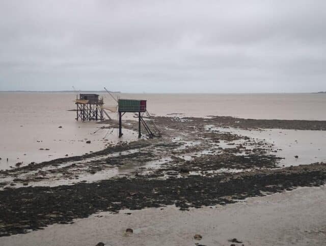 2 Carrelets grau bei Ebbe